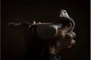 اعتقال “حمامة” يفجر أزمة بين الهند وباكستان