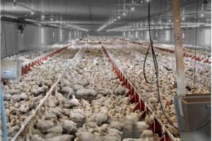“فيروس نهاية العالم”.. عالم : الدجاج يقضي على نصف سكان الأرض