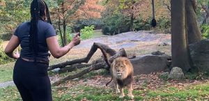 أسود تكاد تمزق موظفة في حديقة الحيوانات في أستراليا