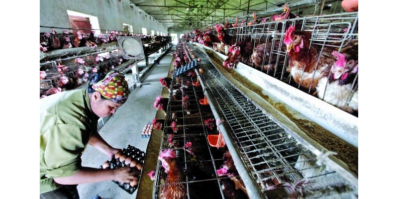 تركيا تسجل رقماً قياسياً في إنتاج البيض 13