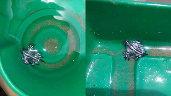 بالصدفة.. طفل يعثر على 4 تنانين زرقاء نادرة 1