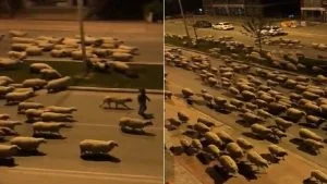بالفيديو..قطيع من الخرفان يجتاح مدينة تركية