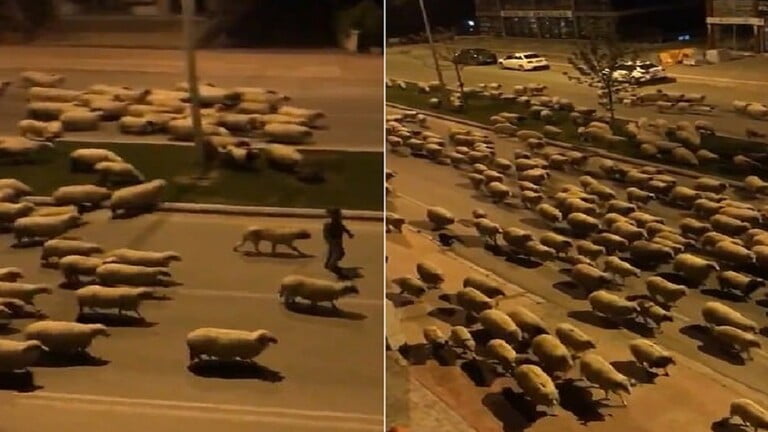 بالفيديو..قطيع من الخرفان يجتاح مدينة تركية 7