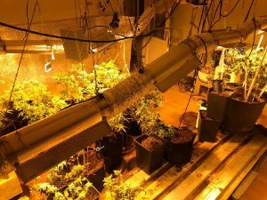 اسطنبول: العثور على بيت تحوّل الى دفيئة حشيش ومخدرات (شاهد)