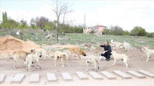 تركي يتكفّل بإطعام حيوانات الشوارع منذ 10 سنوات