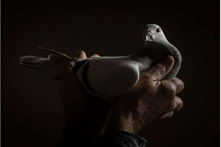 إعدام حمامة أمريكية انتهكت الحجر الصحي 1