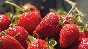 ولاية قيصري وحدها تلبي 50% من احتياجات تركيا من الفراولة