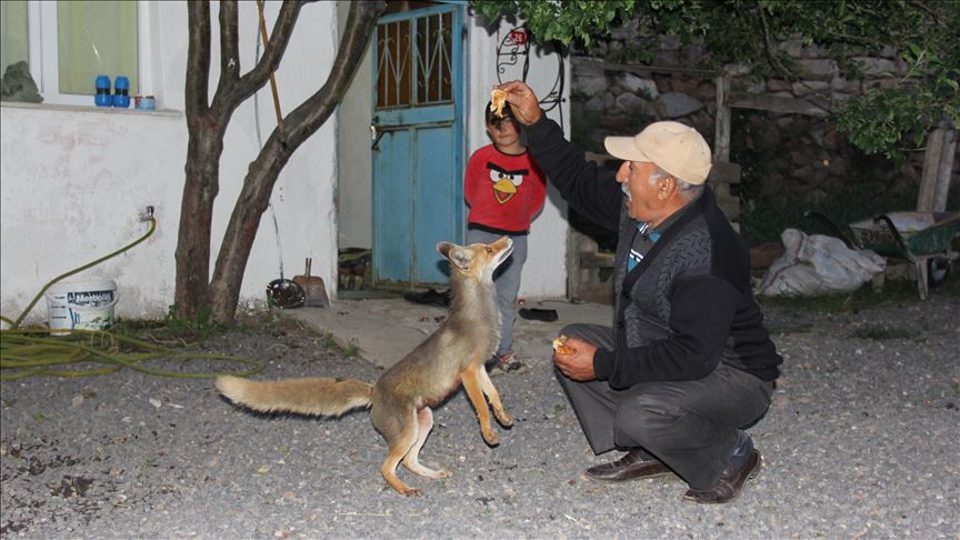 صداقة فريدة.. ثعلب يزور أسرة تركية يوميا 5