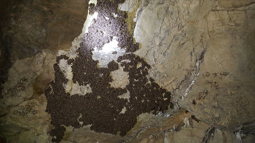 أكاديمي تركي: قتل الخفافيش يؤدي إلى ظهور أوبئة فتاكة 1