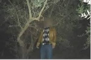 العثور على جثة معلقة على شجرة في بورصة