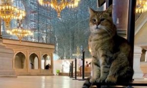 “القطة جلي” اول من صلى على سجاد مسجد ايا صوفيا الجديد (شاهد)