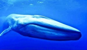مراهقة سورية تنتحر بسبب “الحوت الأزرق”