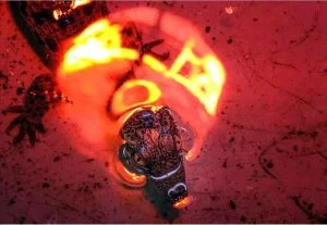 لأول مرة.. 9 من “تماسيح النيل” يبصرن النور بإسطنبول