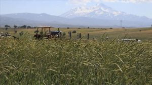 تركيا تصدر البذور الزراعية إلى 80 بلدا