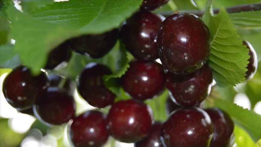 كم تجني تركيا من صادرات الكرز؟ 9