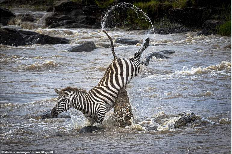 لقطات مروعة.. تمساح يصطاد حمارًا وحشيًا ويلتهمه بالكامل 67