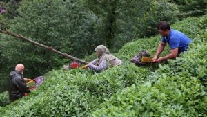 ارتفاع صادرات الشاي التركي 43 بالمئة