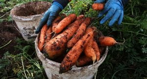 تشمل المدخنين .. أطعمة مفيدة تقلل خطر الإصابة بسرطان الرئة