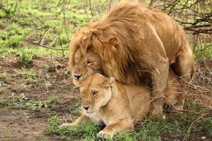 أسد يحفر في الأرض لمدة 7 ساعات متواصلة