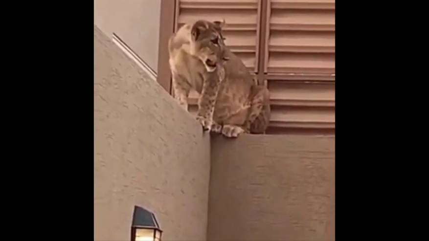 أسد يفاجئ عائلة سعودية عند قيامها بذبح أضحية العيد (فيديو) 15