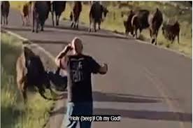 فيديو| بقرة تمزق سروال امرأة في هجوم عنيف