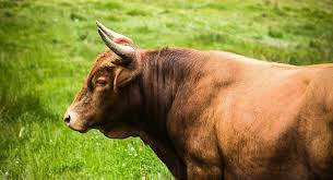 "البقرة الطائرة".. ما قصة الصورة الغريبة؟ 2