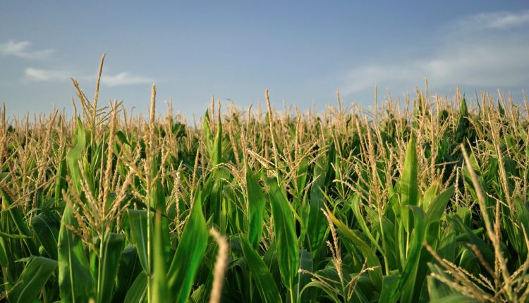 صور لوزير عربي