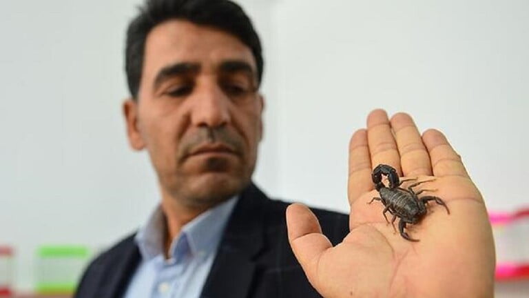 مواطن تركي يعيش مع العقارب السوداء ويعتاش من سمها ! 5