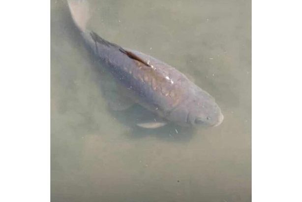 رئيس دولة وشعبه ينعون سمكة 9