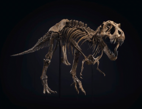  الاعلان عن اقامة مزاد لبيع هيكل عظمي.. لا يقل عن 8 مليون دولار (صور) 1