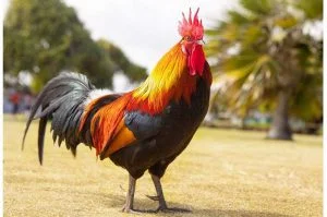 شاهد.. ديك يحمل جرو على ظهره يشعل مواقع التواصل