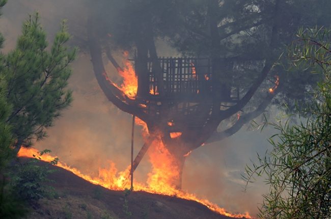 التحقيقات تكشف تفاصيل مثيرة حول حرائق الغابات في هاتاي الأخيرة