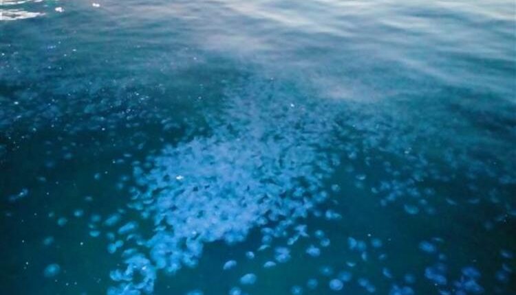 حدث مثير للقلق على سواحل مرمرة (شاهد بالفيديو)