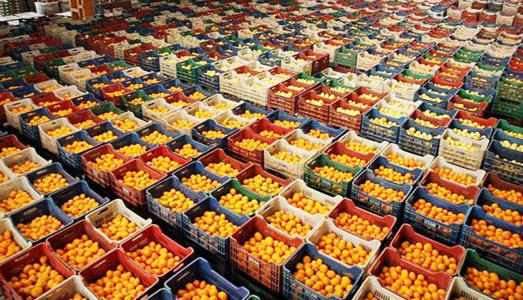 صادرات الخضروات والفواكه التركية تحقق ارتفاعا 3% خلال شهر يناير