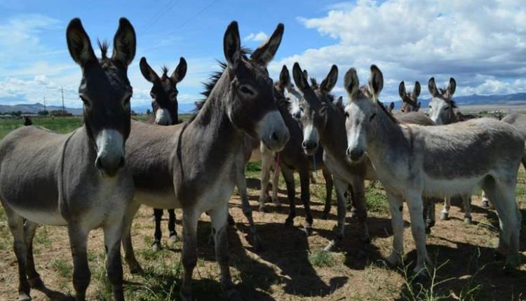 سلخ 30 حمارًا