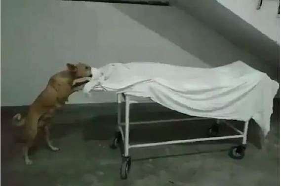 فيديو صادم.. كلب ضال يأكل جثة فتاة في مشرحة المستشفى 31