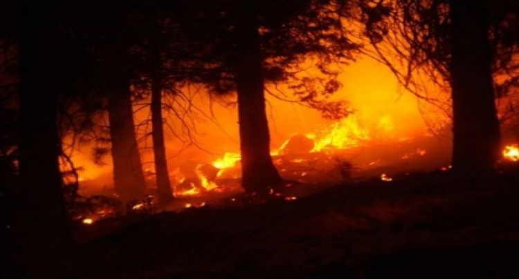 غابات هاتاي