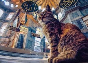 قطة ايا صوفيا الشهيرة “غلي” تفارق الحياة