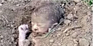 لحظة إنقاذ طفل حديث الولادة بعد دفنه حيًا