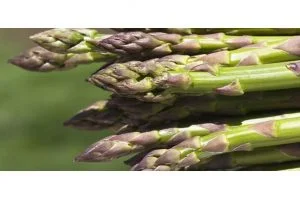 نبات يجهله كثيرون يعالج 20 نوعًا من الأمراض