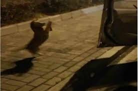 كلب يبكي دموع الفرح بسبب تصرف إنساني !!