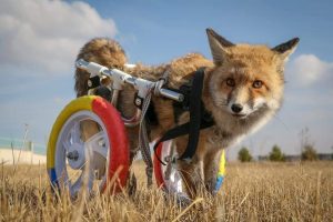 بمشّاية ..جامعة تركية تعيد القدرة على المشي لثعلب مشلول 3