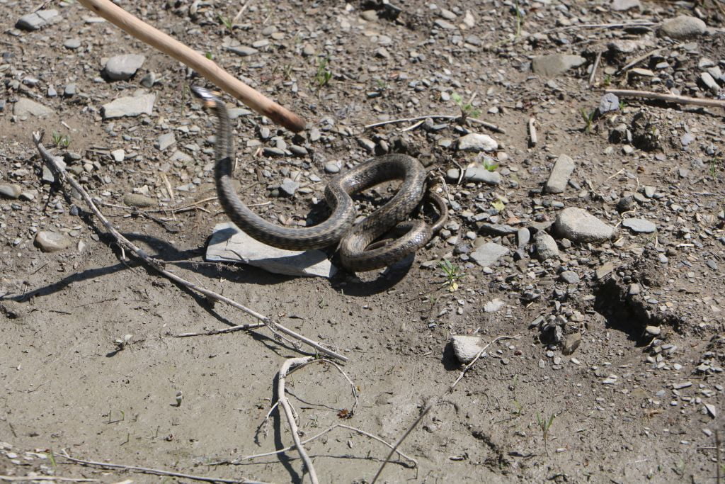 (صور) ثعابين تحتل منزلًا في هكاري.. والأهالي يهبون لنجدة عائلة "أتيش" 6