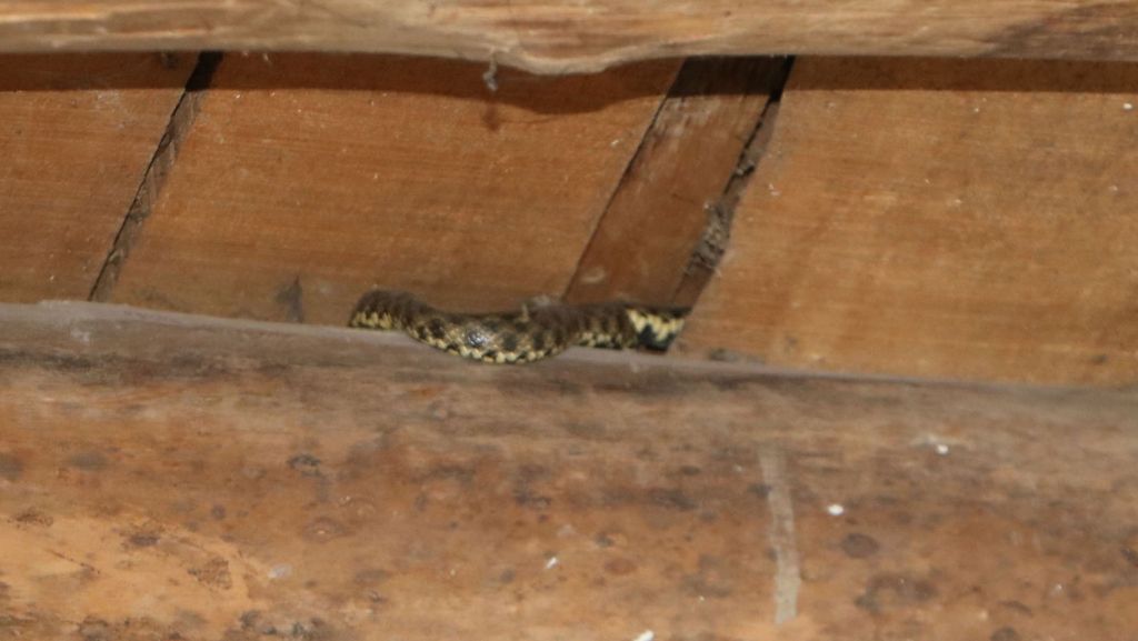 الثعابين التي استولت على المنزل