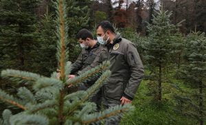 الشرطة تكثف عمليات منع قطع أشجار الصنوبر في اسطنبول