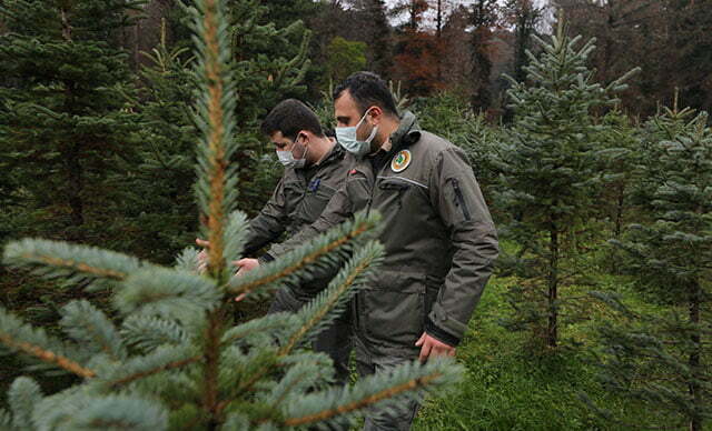 الشرطة تكثف عمليات منع قطع أشجار الصنوبر في اسطنبول