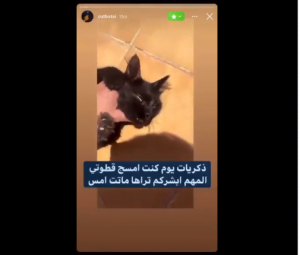 “مازن المتحرش بالقطط”.. “شاهد” ما فعله سعودي مع قطته حتى ماتت!