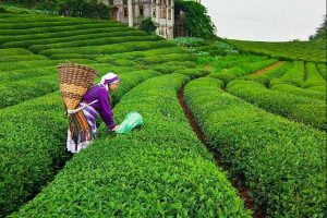 حقول شاي في تركيا