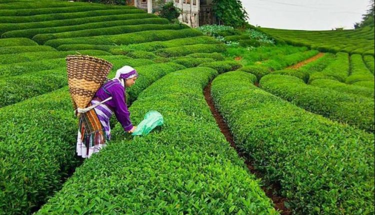 حقول شاي في تركيا