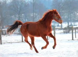 شتاء تركيا.. خيول برية تتحدى الثلوج